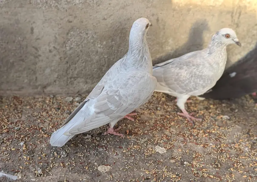Qhasni khehra, Qhasni bhabra — photo 6