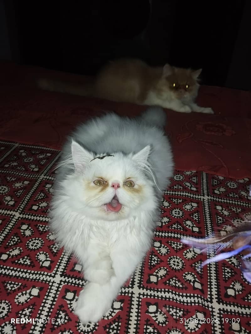 piki faces 0
