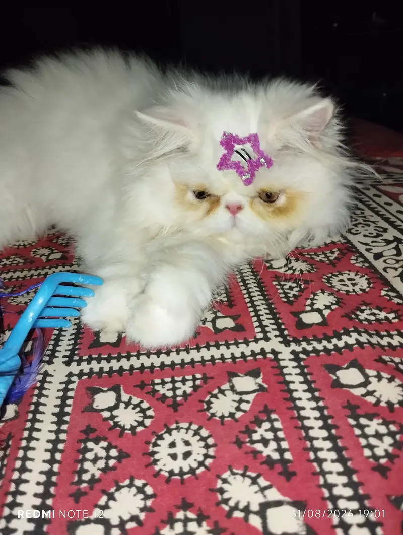 piki faces — photo 2
