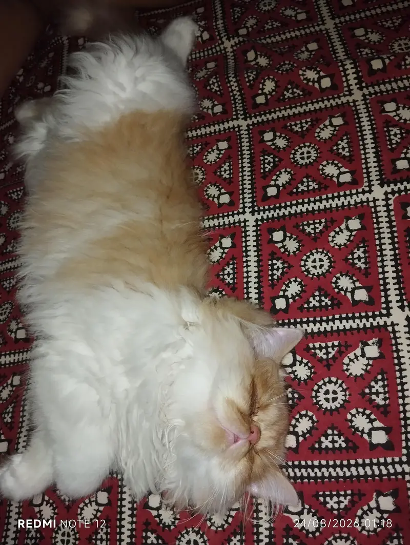 piki faces — photo 4