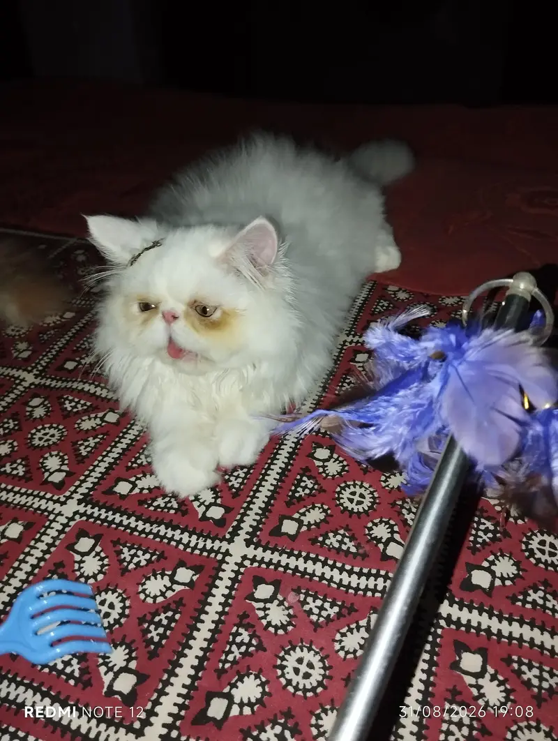 piki faces — photo 8