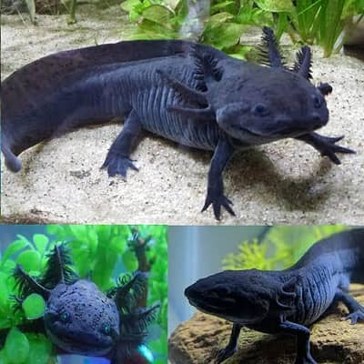 all types exotic fish available