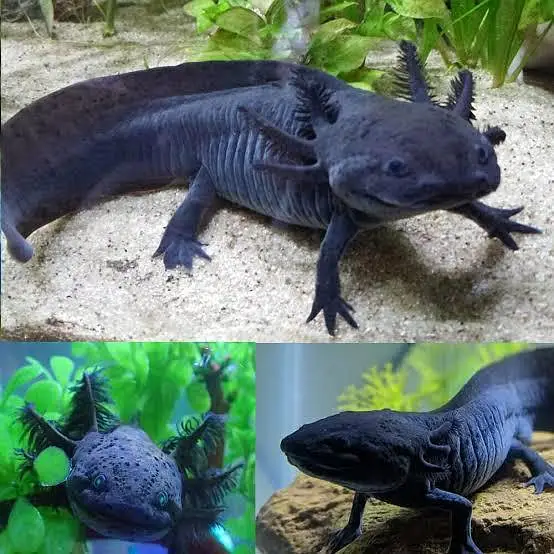 all types exotic fish available