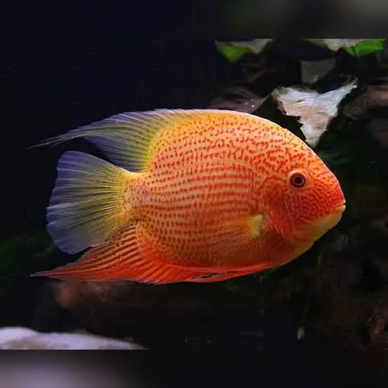 all types exotic fish available — photo 2