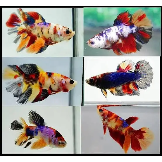 all types exotic fish available — photo 3