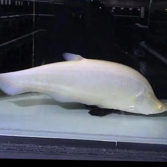 all types exotic fish available — photo 5