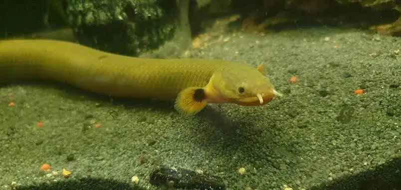 all types exotic fish available — photo 6