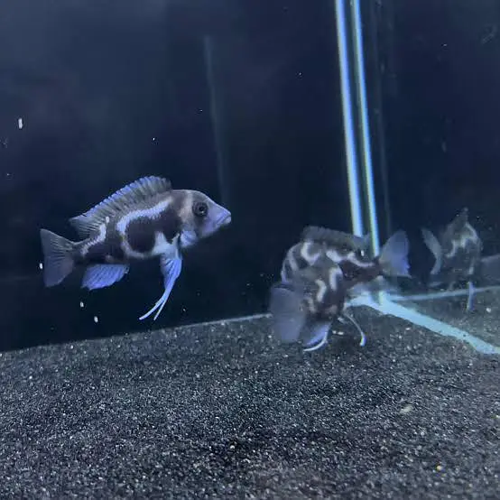 all types exotic fish available — photo 8