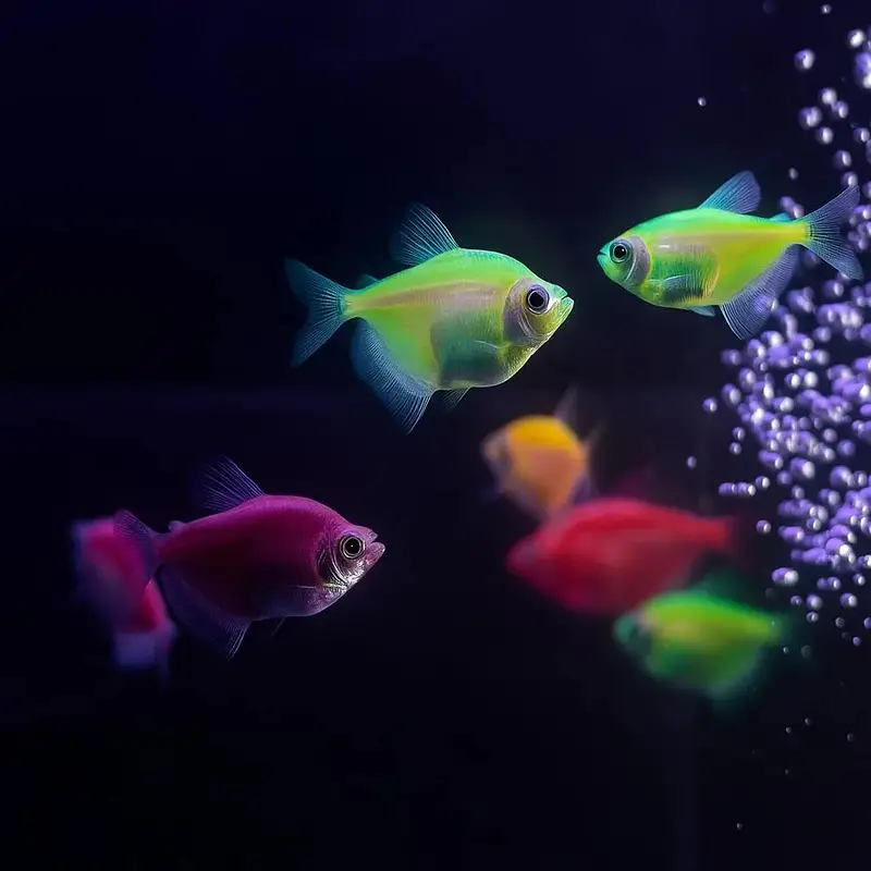 all types exotic fish available — photo 9