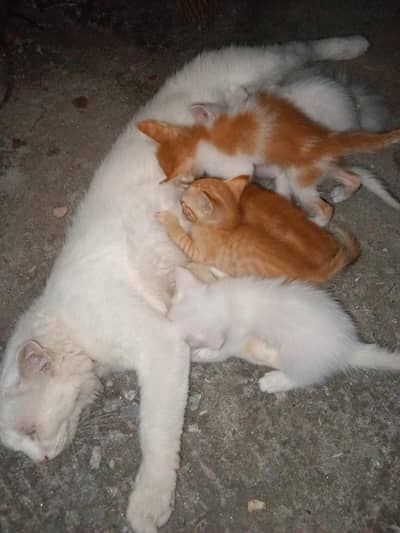 Cats baby