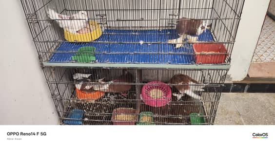 2 Breeder pair with chicks For Sale with Cage