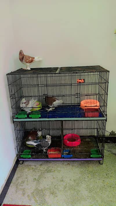 2 Breeder pair with chicks For Sale with Cage