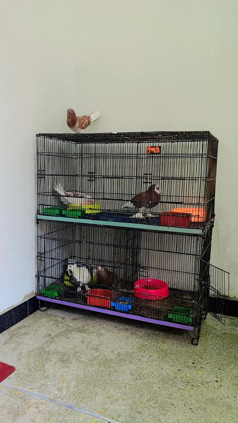 2 Breeder pair with chicks For Sale with Cage — photo 2