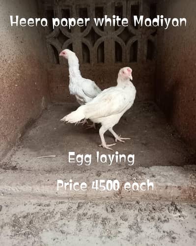 pure heera aseel birds