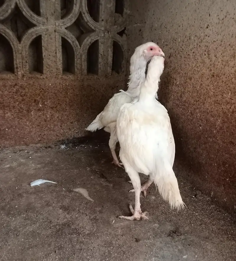 pure heera aseel birds — photo 2