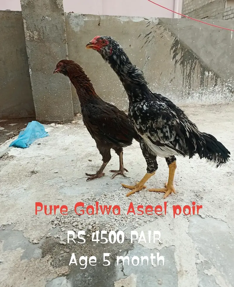 pure heera aseel birds — photo 3
