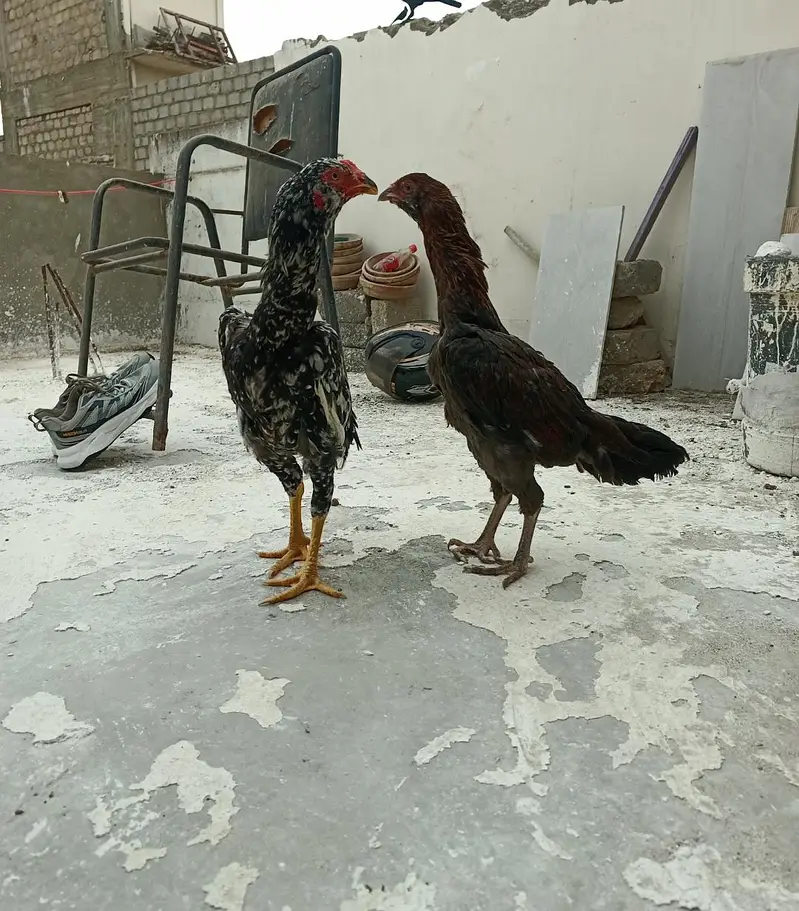 pure heera aseel birds — photo 4