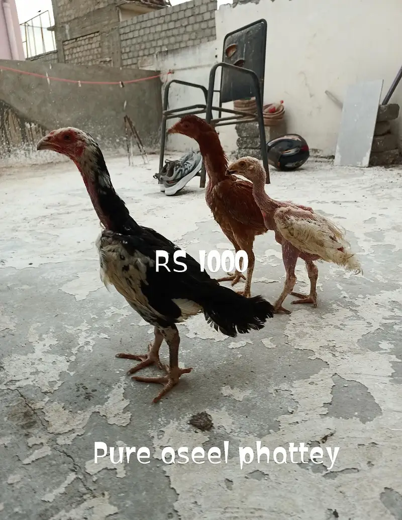pure heera aseel birds — photo 5