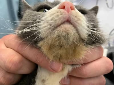 3 male cat Available for meeting / cross