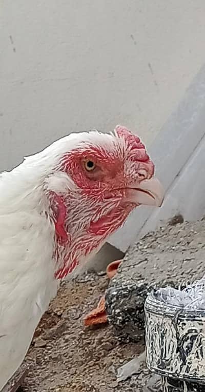 pure heera afgan qandhari madi