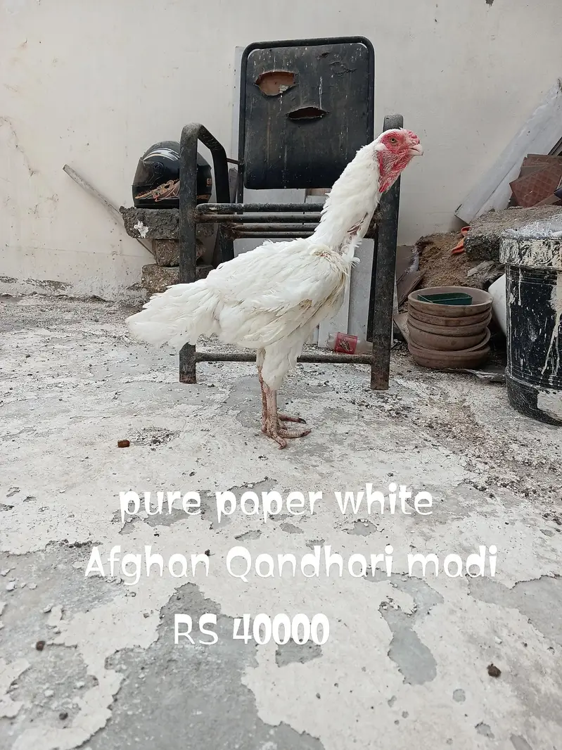 pure heera afgan qandhari madi — photo 2