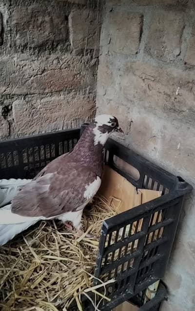 pigeon Pair