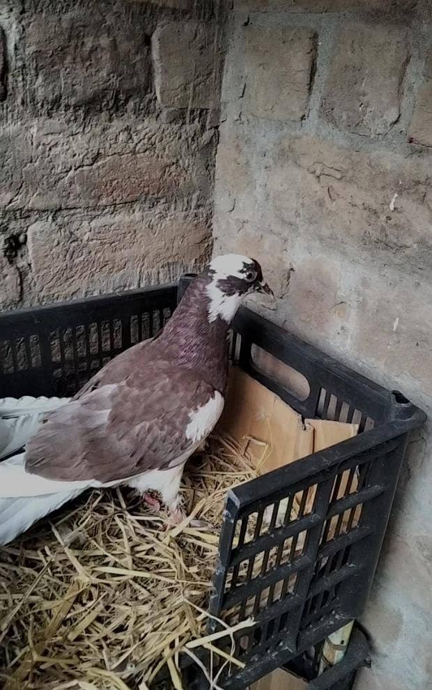 pigeon Pair 0
