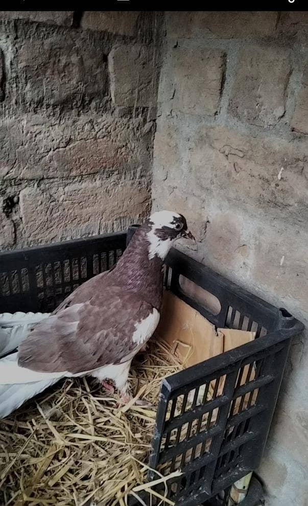 pigeon Pair 1