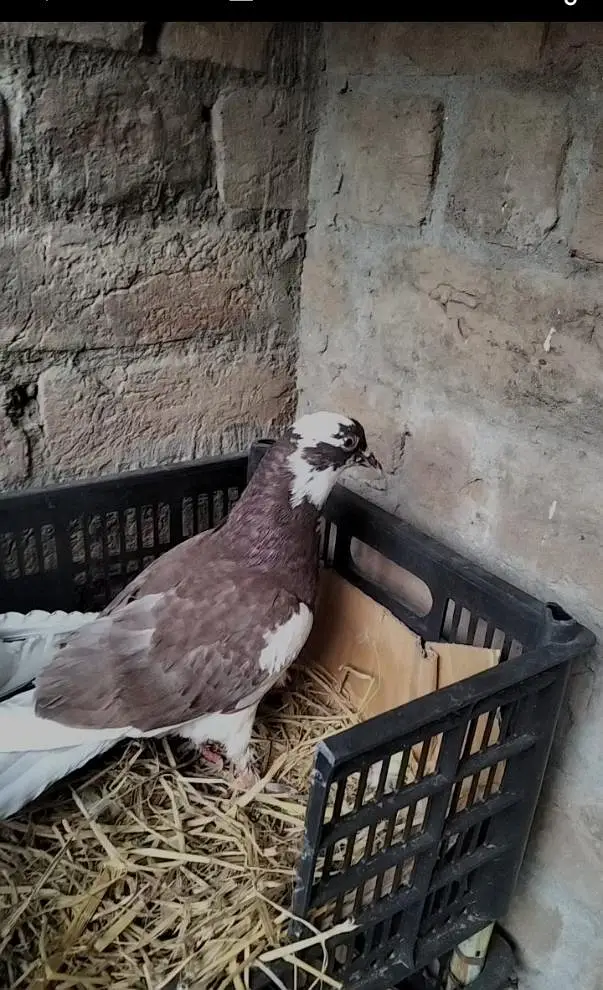 pigeon Pair — photo 2