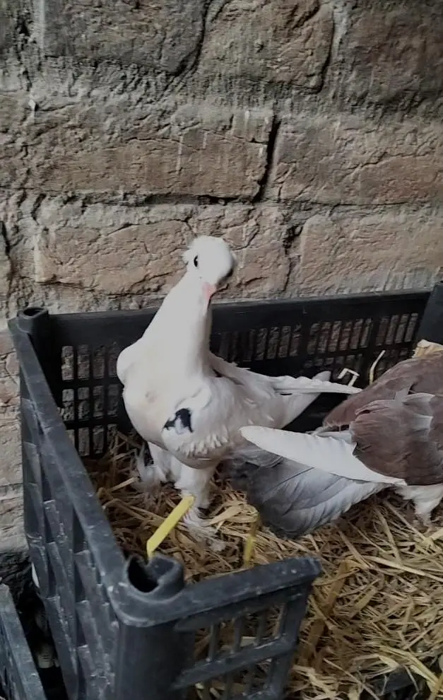 pigeon Pair — photo 3