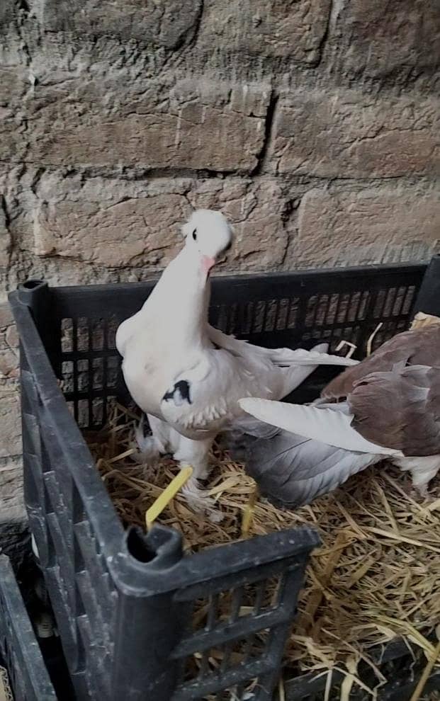 pigeon Pair 3