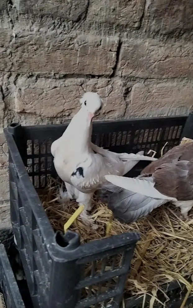 pigeon Pair — photo 4