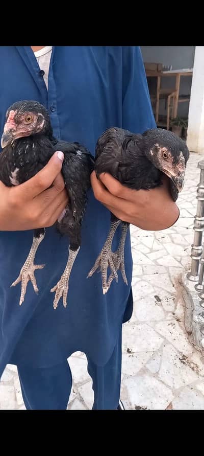 High class aseel chicks pair double nok