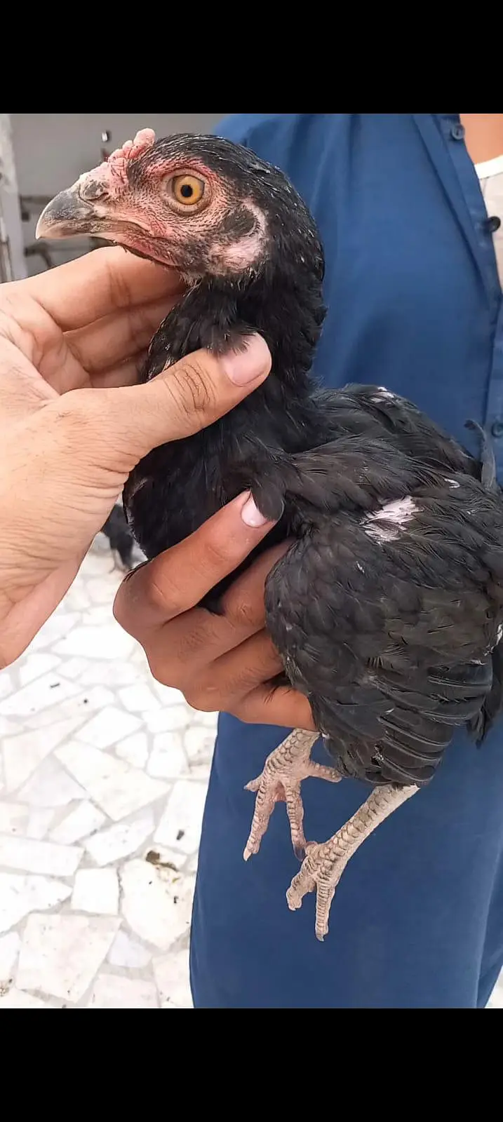 High class aseel chicks pair double nok — photo 2