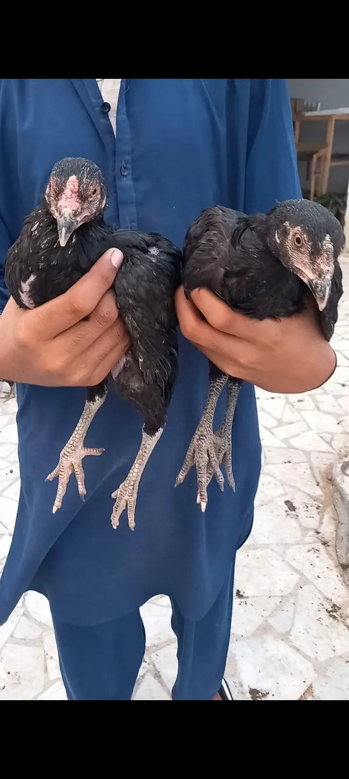High class aseel chicks pair double nok — photo 8