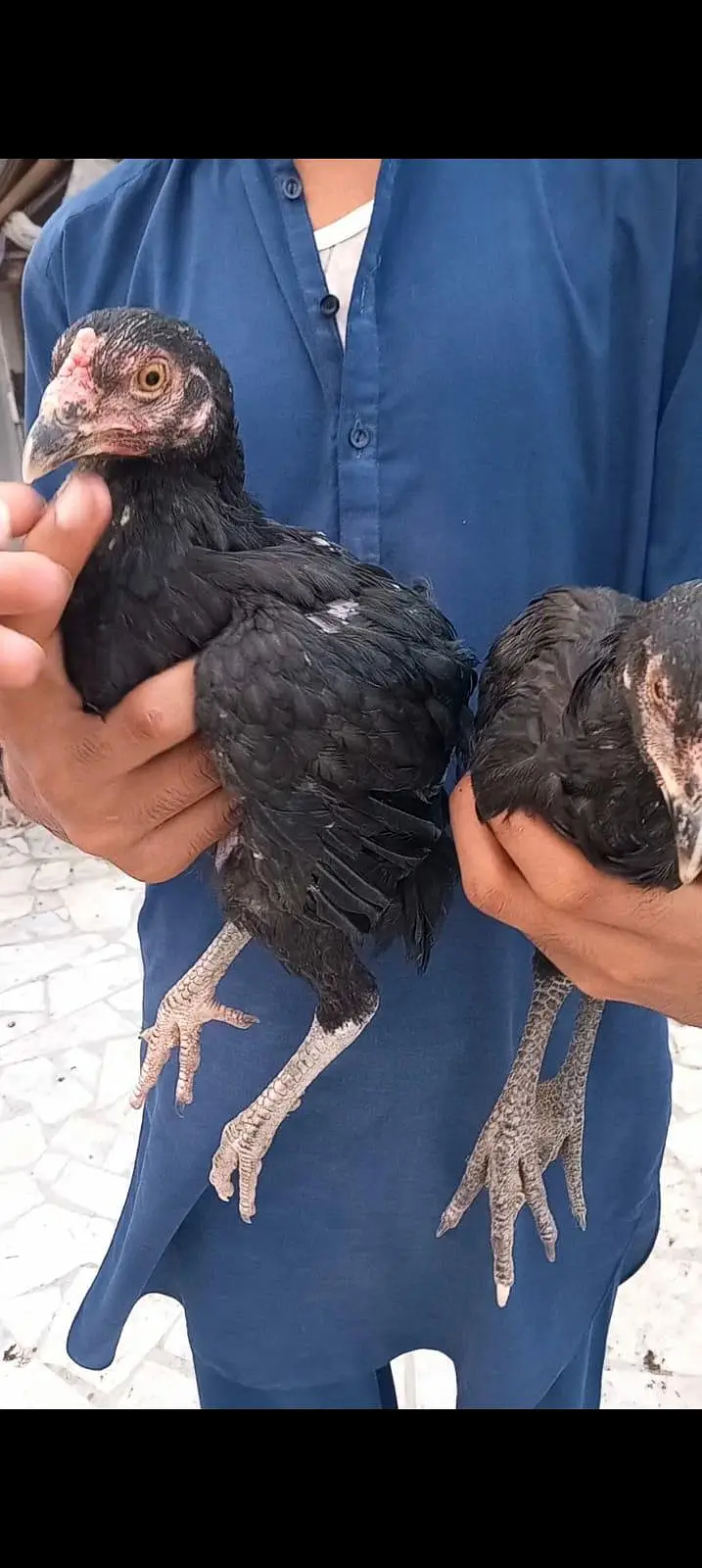 High class aseel chicks pair double nok — photo 9
