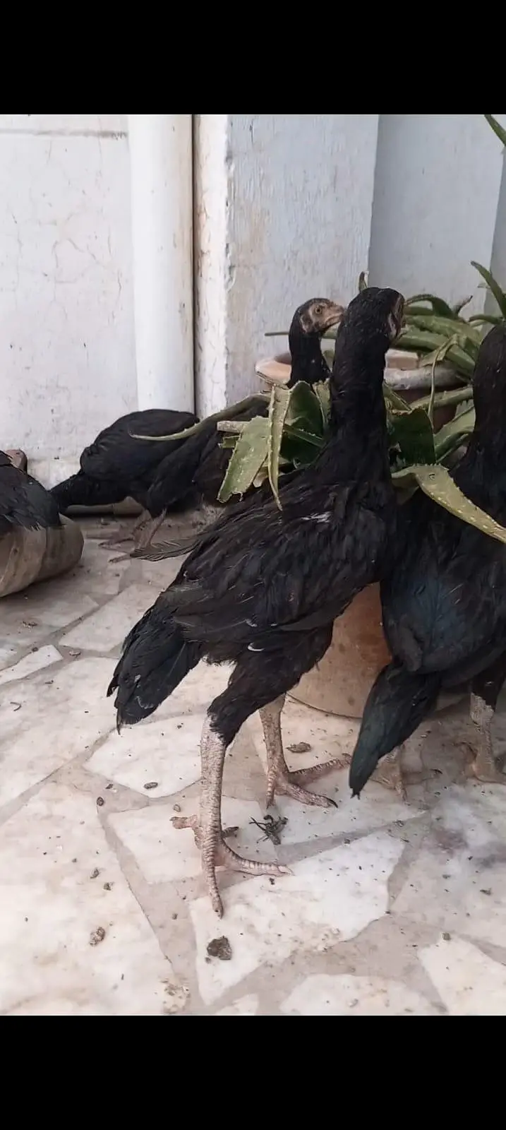 High class aseel chicks pair double nok — photo 10
