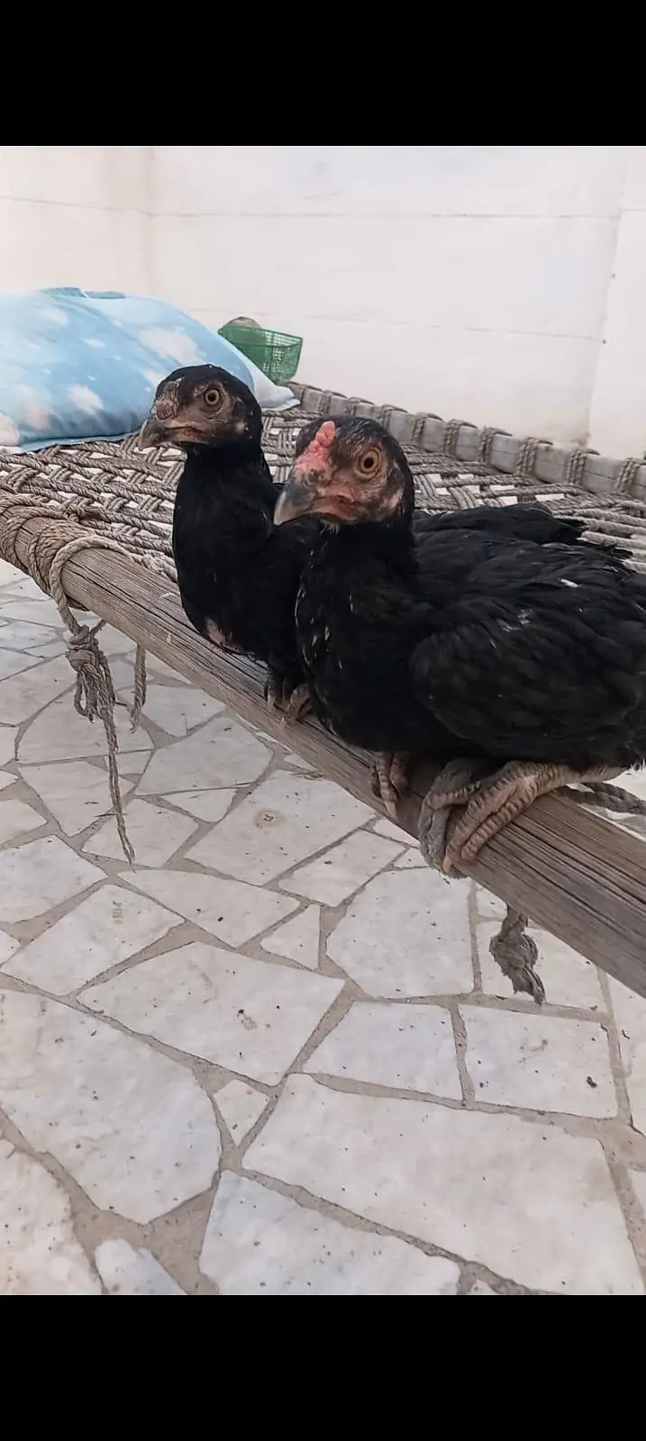 High class aseel chicks pair double nok — photo 11