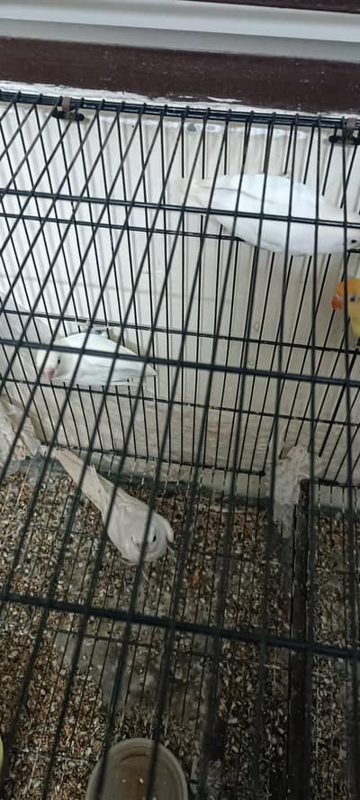 love birds for sale