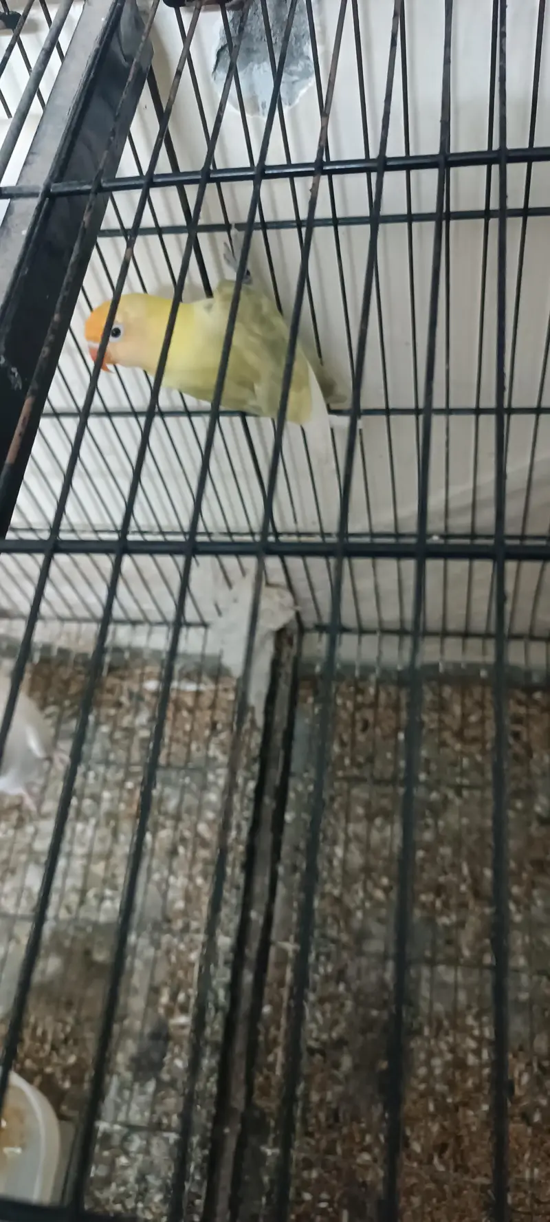 love birds for sale — photo 2