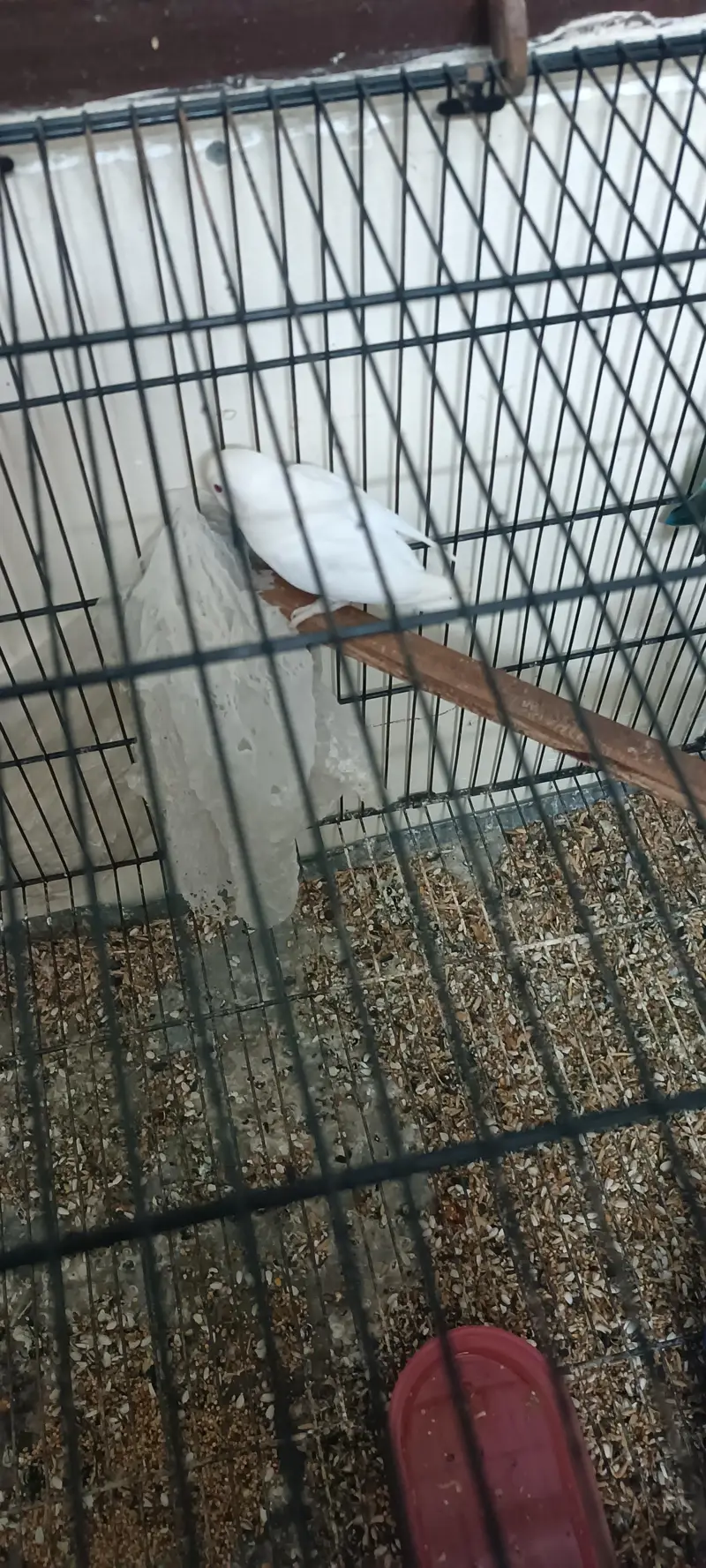 love birds for sale — photo 3