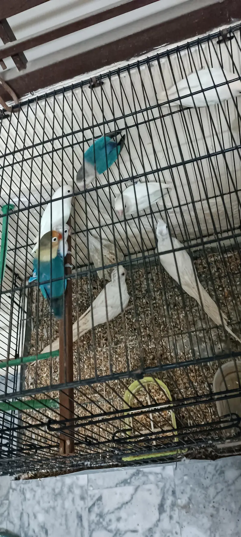 love birds for sale — photo 4