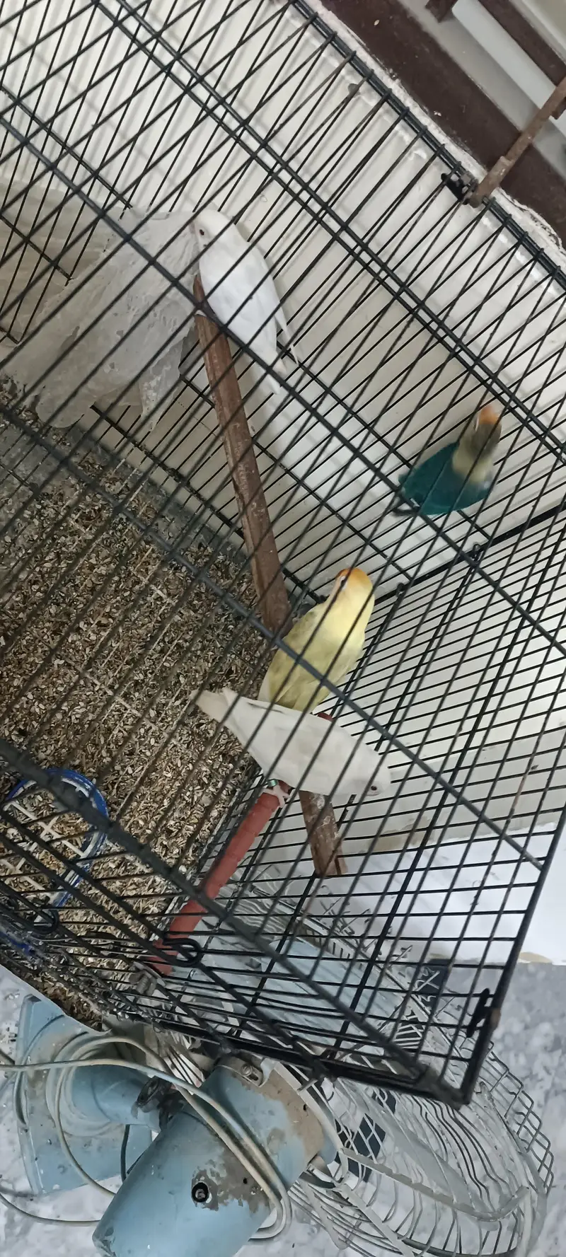 love birds for sale — photo 5