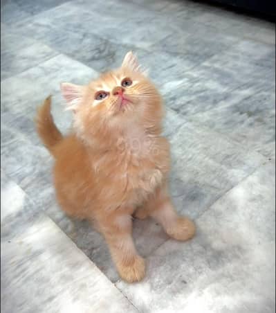 Persian Cat