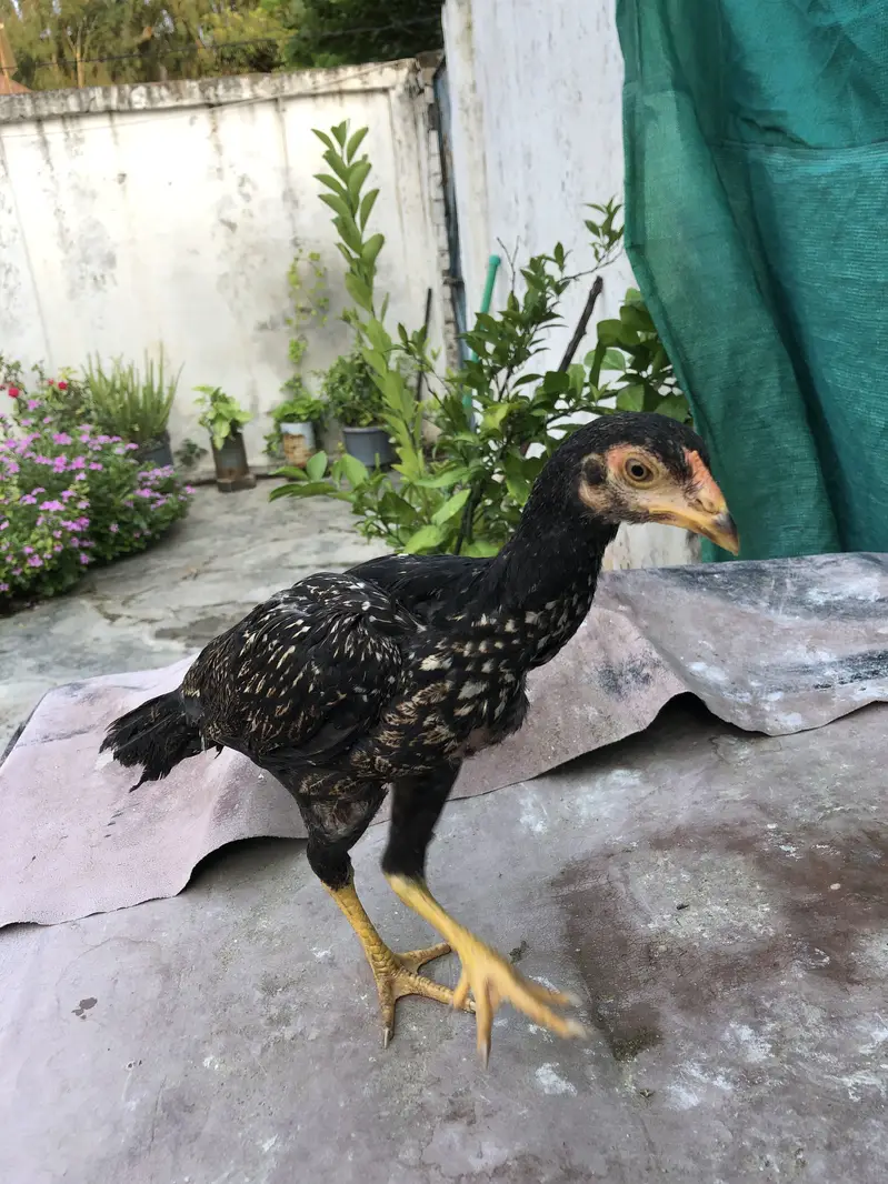Home breed , — photo 2