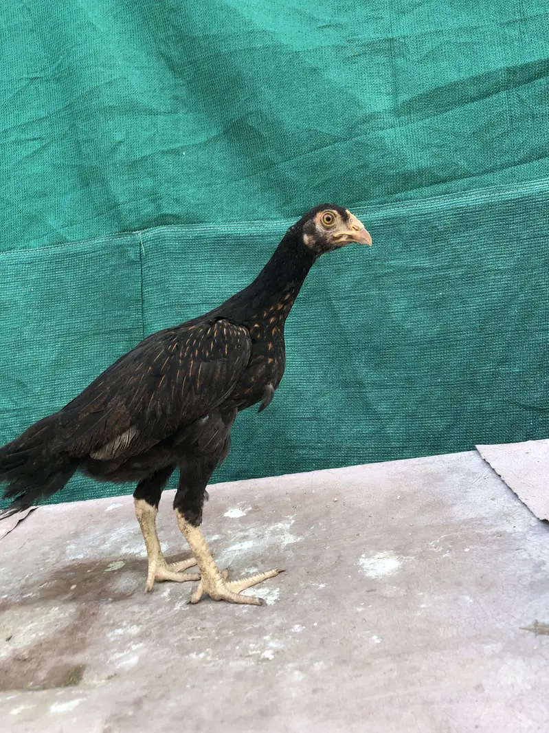 Home breed , — photo 3