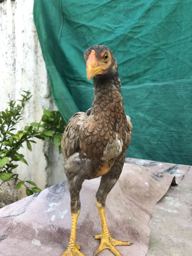 Home breed , — photo 4