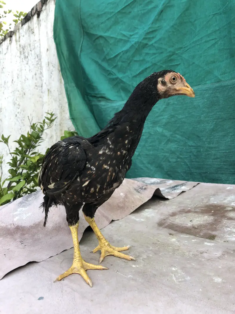 Home breed , — photo 5