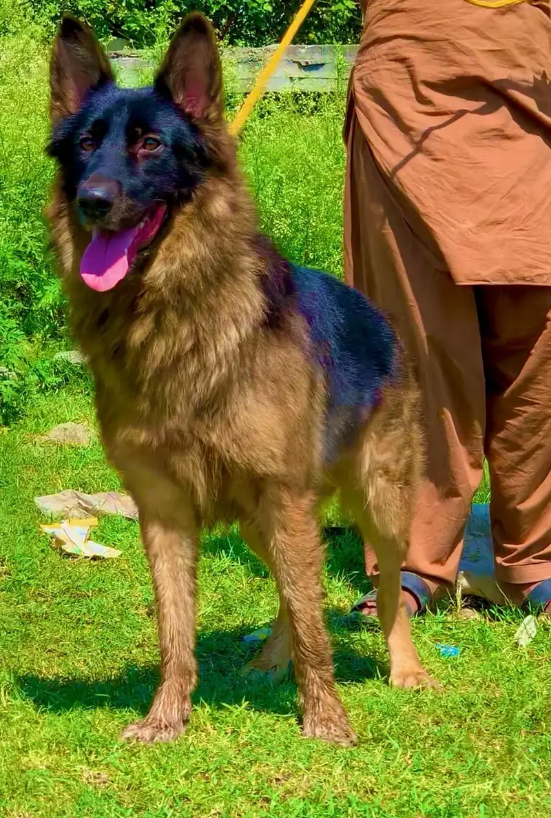 German Shepherd long coat fair available for sale — photo 3