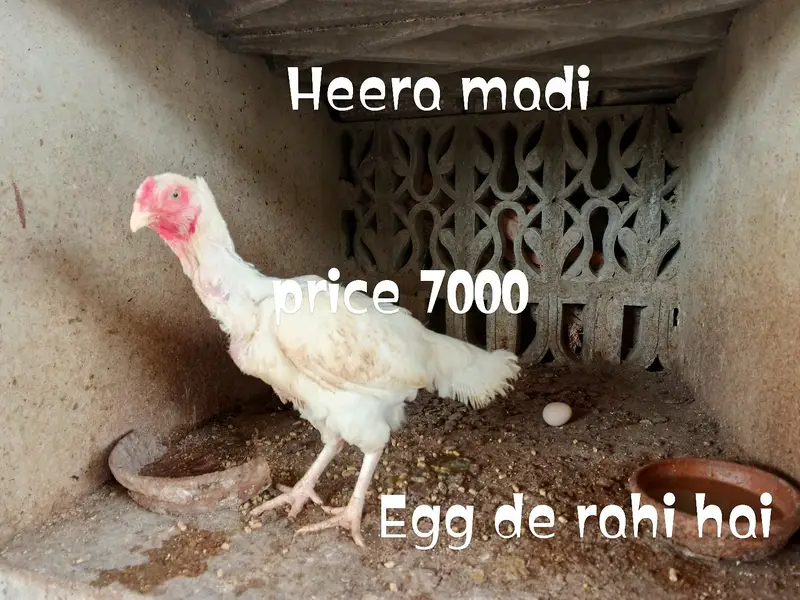 pure heera aseel birds — photo 6